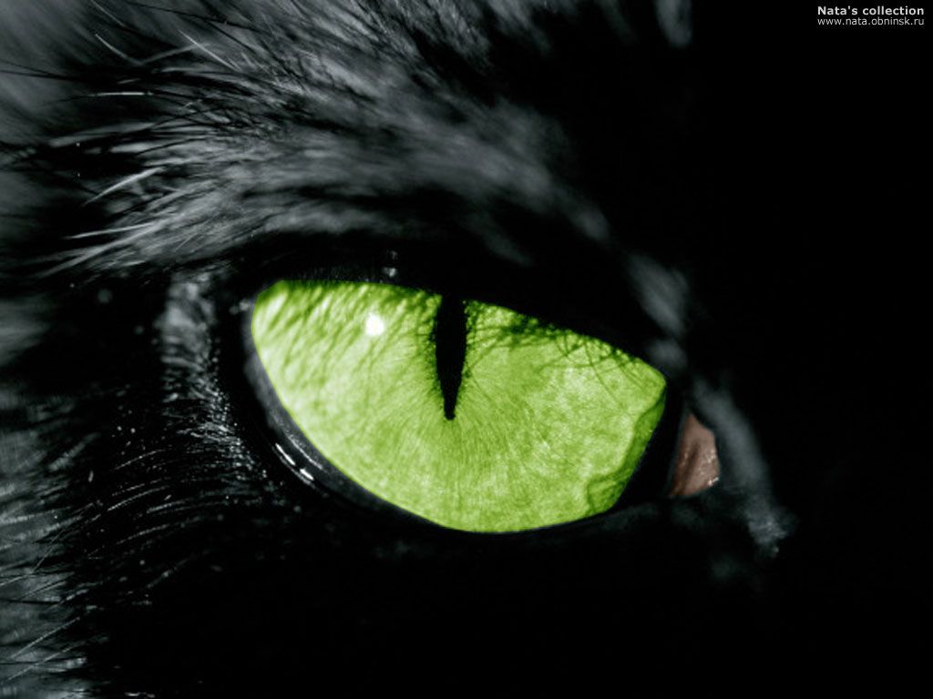 yeux de chat